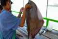 Fish cutting: Stingray -  Seafood in