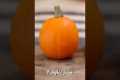 Easy Pumpkin Puree Recipe #shorts